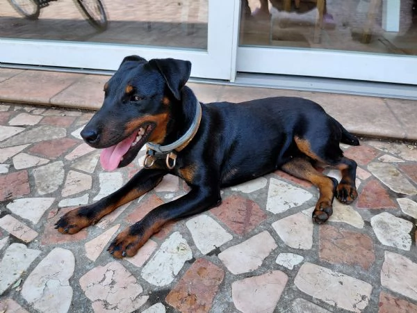 Jagdterrier femmina con pedigree  | Foto 0