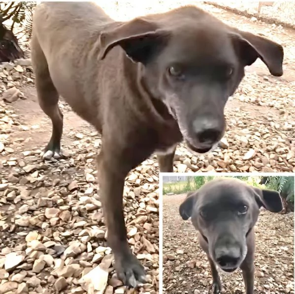 Nina,simil Bolonka zwetna di 15 anni, cerca casa.