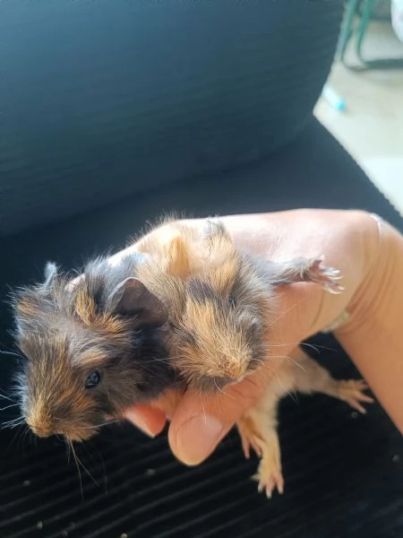 Cuccioli di cavia peruviana | Foto 4