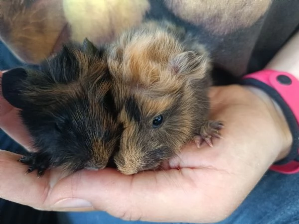 Cuccioli di cavia peruviana | Foto 1
