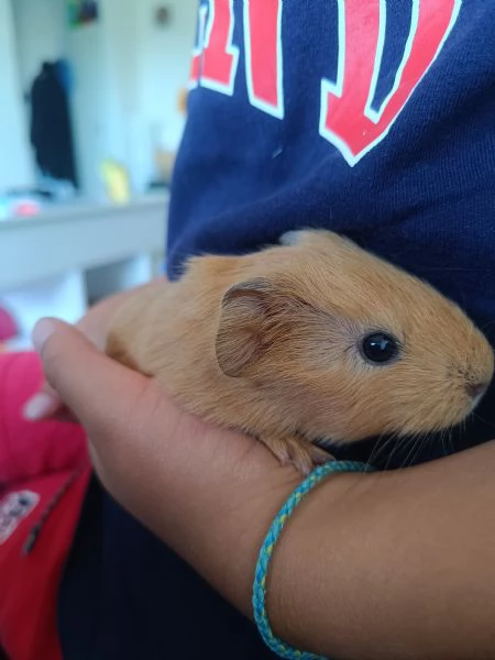 Cuccioli di cavia peruviana | Foto 0