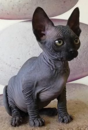 Disponibili meravigliosi cuccioli di gatto Spxynx | Foto 4