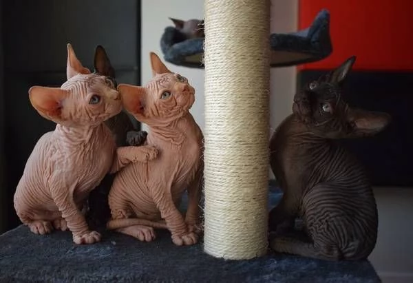 Disponibili meravigliosi cuccioli di gatto Spxynx | Foto 1