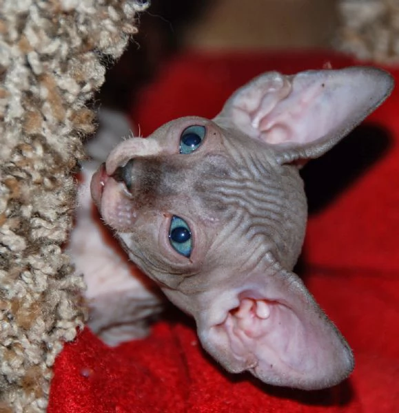 Disponibili meravigliosi cuccioli di gatto Spxynx | Foto 0