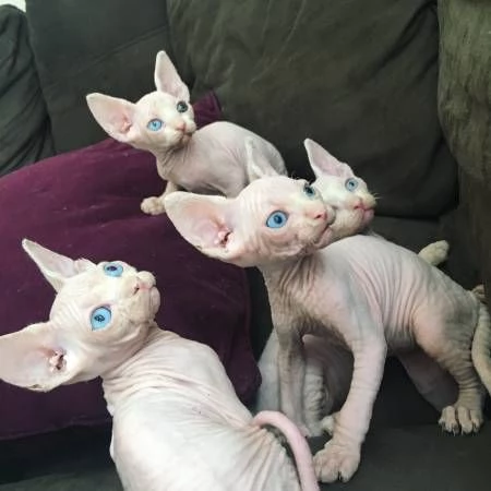 Disponibili meravigliosi cuccioli di gatto Spxynx