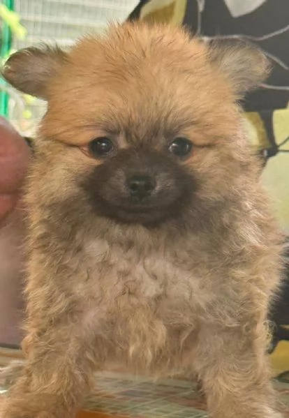 Spitz di Pomerania 