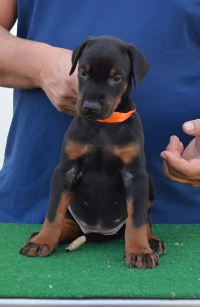 cuccioli di dobermann di altissima genealogia  | Foto 4