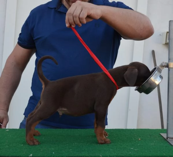 cuccioli di dobermann di altissima genealogia  | Foto 3