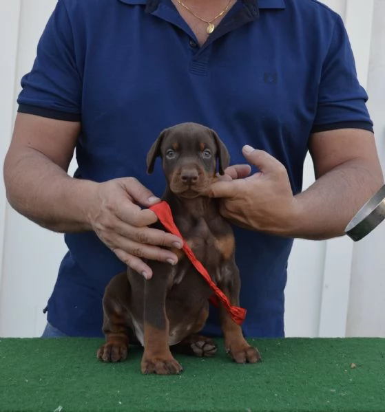 cuccioli di dobermann di altissima genealogia  | Foto 2