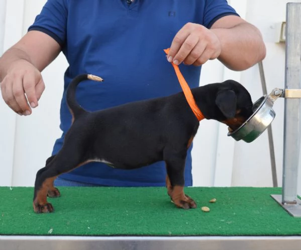 cuccioli di dobermann di altissima genealogia  | Foto 1
