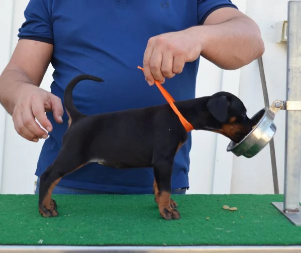 cuccioli di dobermann di altissima genealogia  | Foto 0