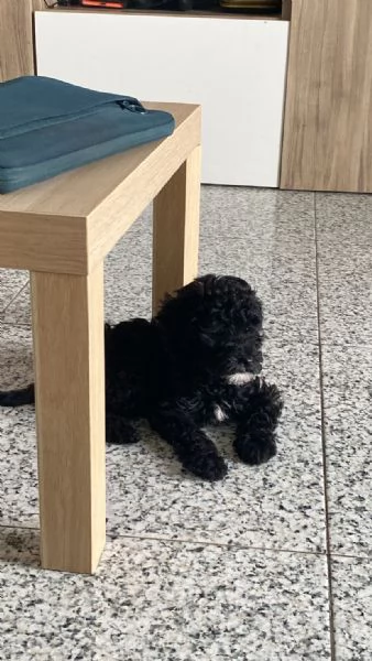 Barboncino Nano | Foto 1