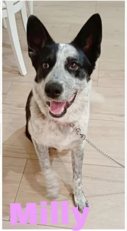 MILLY una bella cagnolina mix husky in adozione &egrave; ancora qui e cerca casa
