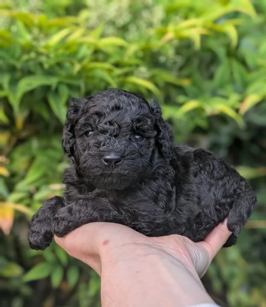 Per gli amanti del Barbone nero
