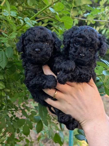 Per gli amanti del Barbone nero | Foto 4