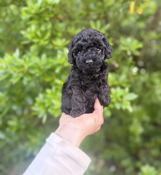 Per gli amanti del Barbone nero | Foto 2