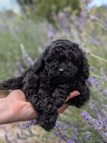Per gli amanti del Barbone nero | Foto 0