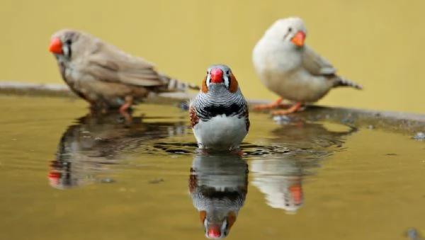 Bengalini Coppie o singoli 