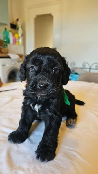 Vendesi cuccioli di Lagotto-Spinone