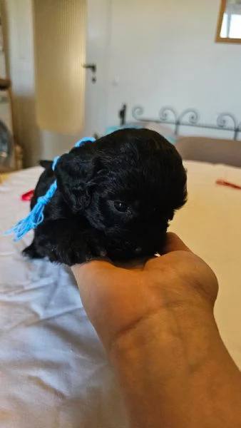 Vendesi cuccioli di Lagotto-Spinone | Foto 3
