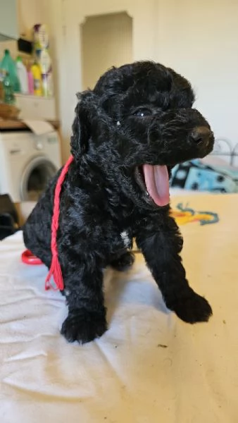 Vendesi cuccioli di Lagotto-Spinone | Foto 2
