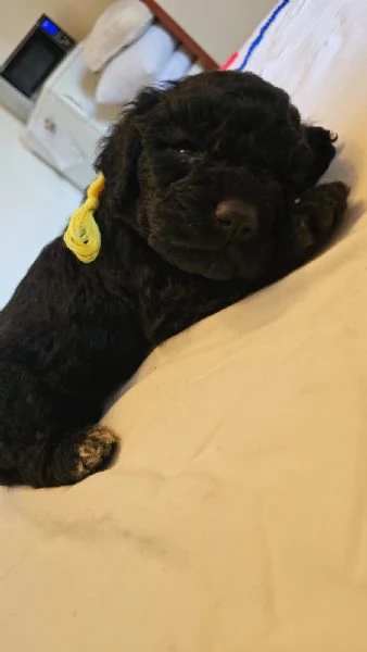Vendesi cuccioli di Lagotto-Spinone | Foto 1