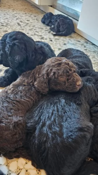 Vendesi cuccioli di Lagotto-Spinone | Foto 0