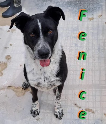Fenice, dolcissima cagnolina