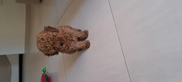 Barboncina Toy 
