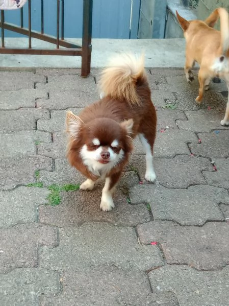 Cuccioli di chihuahua 