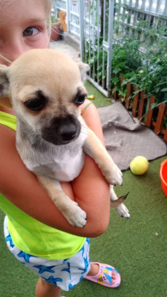 Cuccioli di chihuahua  | Foto 5