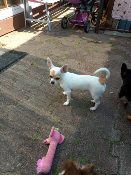 Cuccioli di chihuahua  | Foto 4