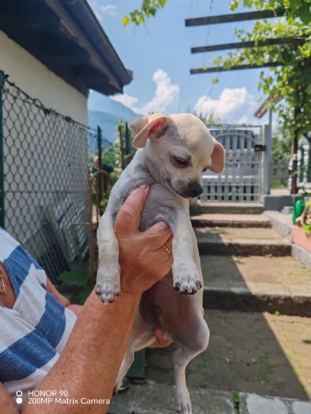 Cuccioli di chihuahua  | Foto 3