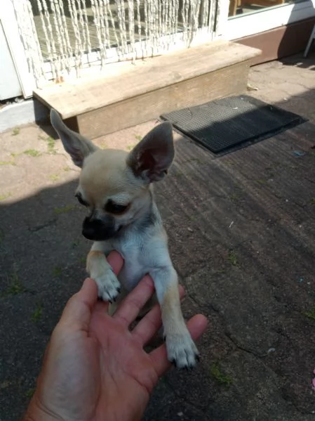 Cuccioli di chihuahua  | Foto 2