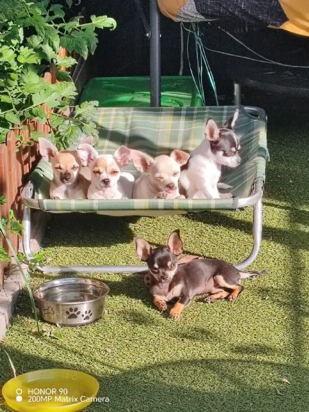 Cuccioli di chihuahua  | Foto 1