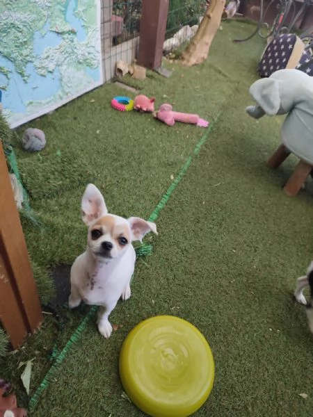 Cuccioli di chihuahua  | Foto 0