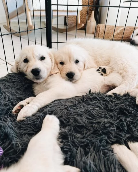 Meravigliosi cuccioli Golden Retriever