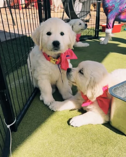 Cuccioli maschi di Golden Retriever | Foto 0