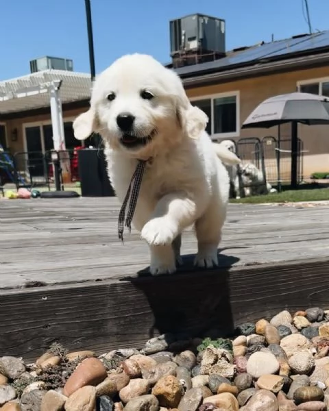 Cuccioli maschi di Golden Retriever