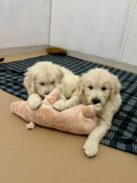 Cucciole golden retriever | Foto 0