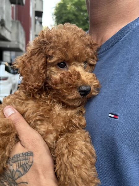 Cucciolo di Barboncino Toy Red 