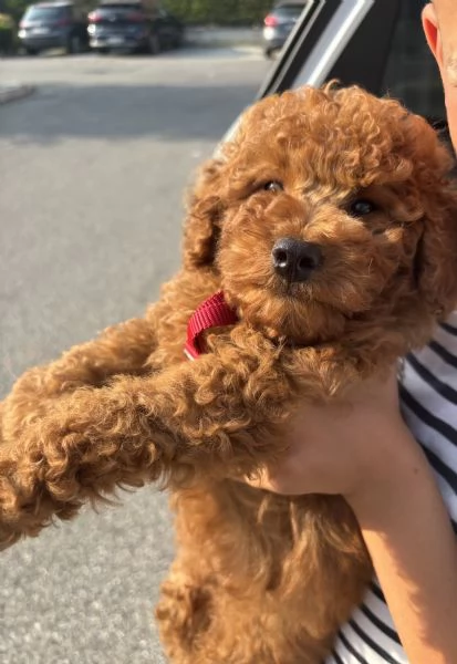 Cucciolo di Barboncino Toy Red  | Foto 1