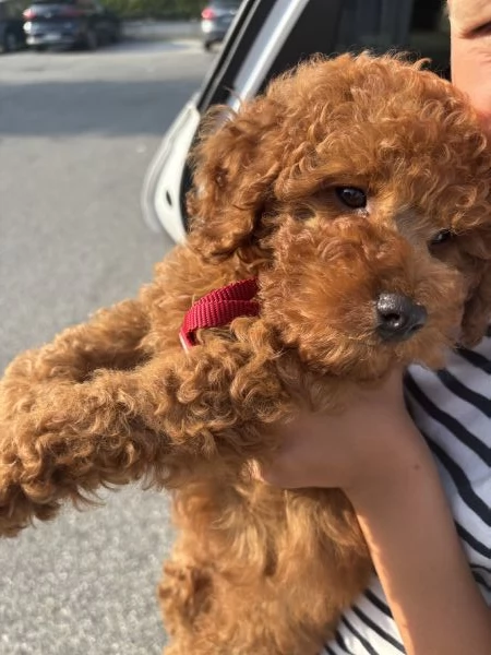 Cucciolo di Barboncino Toy Red  | Foto 0