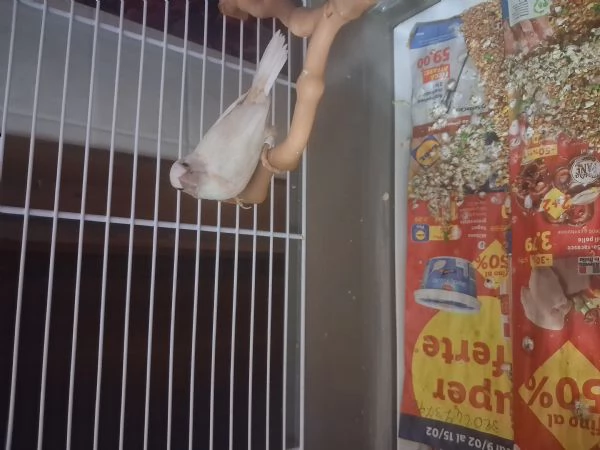 bengalino diamantino albino stupenda colorazione di 7 mesi