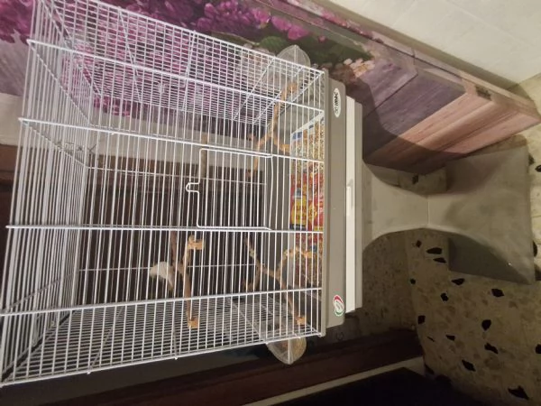 bengalino diamantino albino stupenda colorazione di 7 mesi | Foto 0