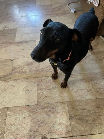 Aura simil pinscher taglia piccola 9 kg