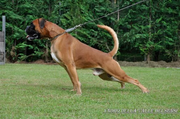 BOXER CUCCIOLI