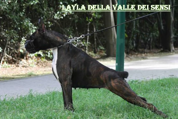 BOXER CUCCIOLI | Foto 6