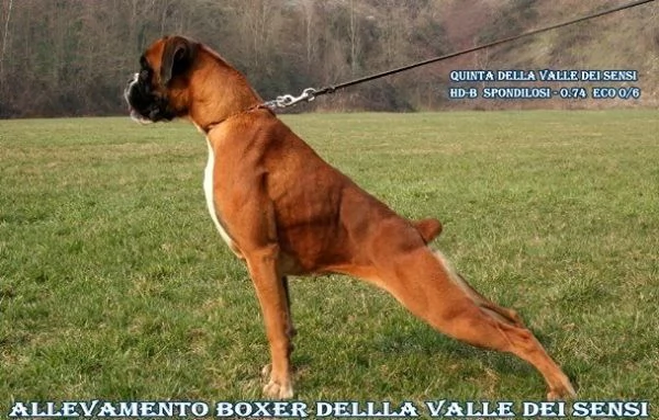 BOXER CUCCIOLI | Foto 5