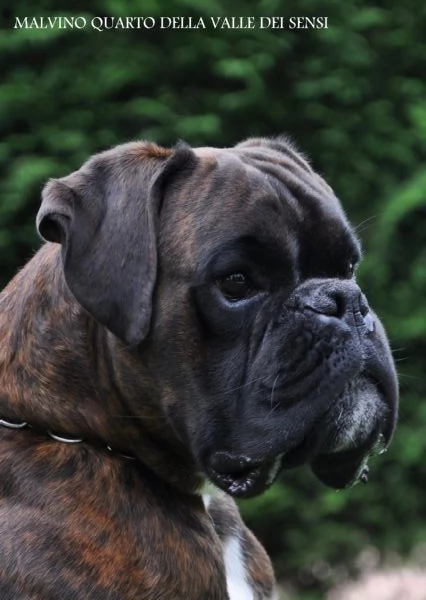 BOXER CUCCIOLI | Foto 3